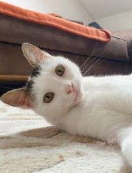 Unsere zarte Katzenseele Donna - Berlin