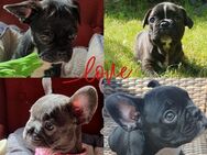 Reinrassige Französische Bulldoggen Welpen 1 Mädchen 3 Rüden suchen ihr Traumkörbchen..Die liebsten der Welt - Plößberg