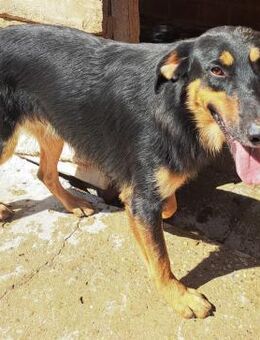 Kenobi - Hübscher Junghund - Obertshausen