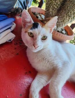 Rory, zierliches Kuschelkätzchen, ca. 2 - Vaterstetten