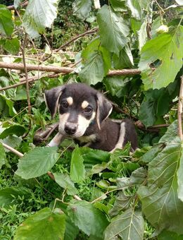 Hundewelpe - Wustrow (Wendland)