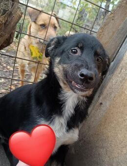 Freundlicher lieber Jack sucht Familie - Großefehn