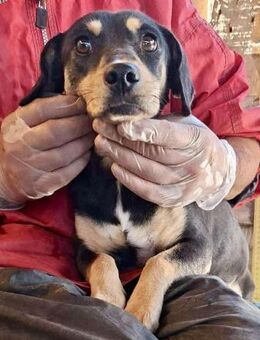 Kleine Fee zauberhaftes Wesen - Koblenz