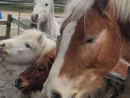 Pony reiten ,shettys und mehr in Jüchen damm - Jüchen