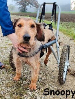 Rollt Snoopy ins Hundeglück? - Kissing