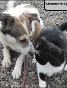 Eddy Gute Laune auf vier Pfoten - Schlitz