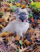 Chihuahua Welpen in liebevolle Hände abzugeben in 26723