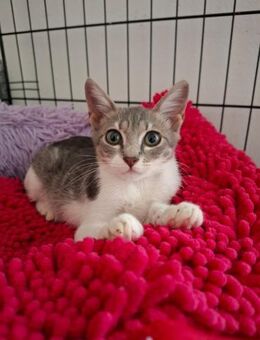 Shushu aus dem Tierschutz - Grevenbroich