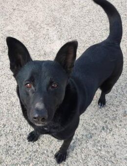 Daniela ist super anhänglich - Donaueschingen