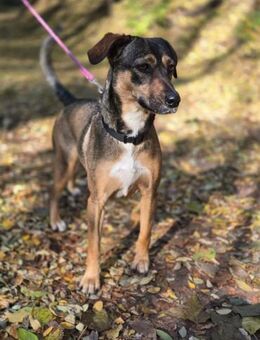 Pircsi BE hübsche Hündin auf der Suche - Neustadt (Rübenberge)