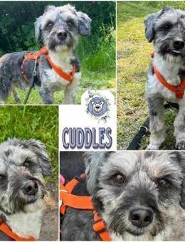 CUDDLES * Tolles Terrier-Kerlchen - Duisburg