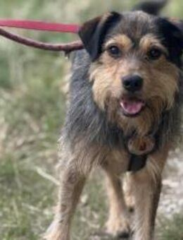 Hundebub Smartie sucht sein Zuhause! - München