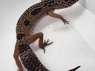 Leopardgecko Mack Snow Black Night het Eclipse - Montabaur