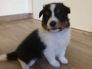 Sheetland Sheepdog Welpen - Böhl-Iggelheim