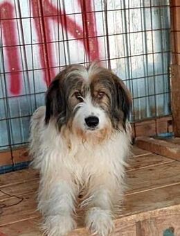 ROCKY - ruhiges Plätzchen gesucht - Bonndorf (Schwarzwald)