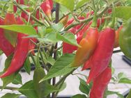 Chili Samen 10 Stück Habanero Maya Schärfe 10 Capsicum chinense 2024 BIO - Freising