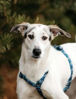 Freundliche Bimka sucht ihre Familie - Duisburg