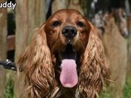 BUDDY - Donzdorf
