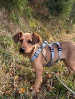 Alfio sucht sein Glück - Neuss