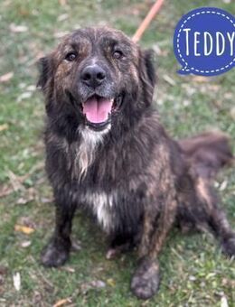 Teddy ein bildhübscher Charakterhund - Flörsheim-Dalsheim