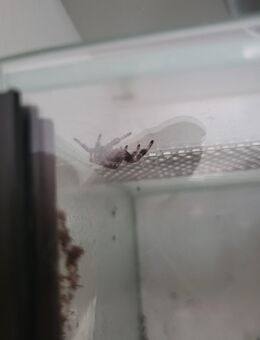 Springspinnen Weibchen zu Verkaufen - Braunschweig
