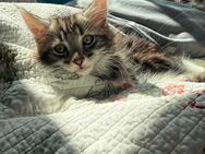 Ein zauberhaftes Maine Coon Kitten sucht einen neuen Dosenöffner zum 23.05.2025 - Breitenfelde