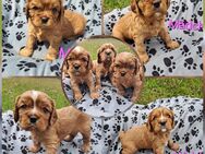 Cavalier King Charles Spaniel Welpen - Remptendorf