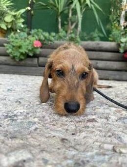 Toller Dackel Wilson sucht Körbchen# - Essen
