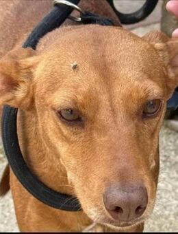 Estrella ist ein Schatz - Donaueschingen