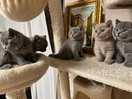 Zuckersüße 8 Bkh Kitten 3x beige, 5 graue - Kornwestheim