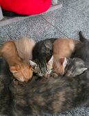 Katzenbabys Kitten Katze Kater m/w in 26931