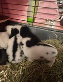 Junge Deutsche Riesenscheckenkaninchen in 89558