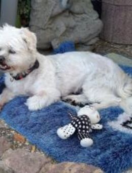 Elsa sucht liebevolles Zuhause - Erpolzheim