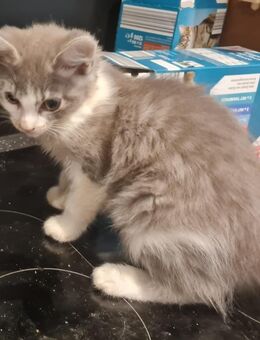 Hauskatze abzugeben - Mohlsdorf-Teichwolframsdorf