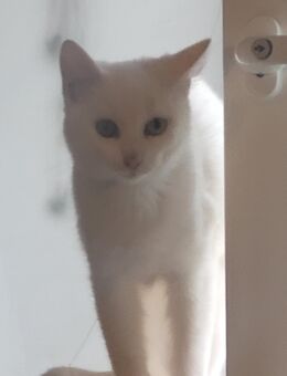 Zwei wundervolle weiße Katzenmädchen - Dresden