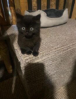 Katzenbaby Kitten - Dortmund