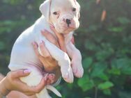Reinrassiger Boxer Welpe - Meyn