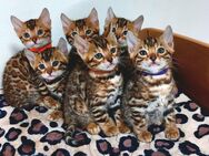 Bengal Katze - Essen
