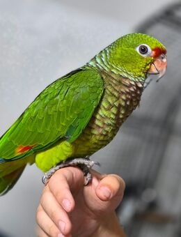 Verkaufe Amazona Vinacea - Fürth Zentrum