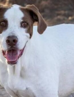 Ron fängt Schatten - Donaueschingen