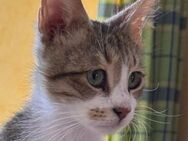 Kater ESMERALD - Gefrees