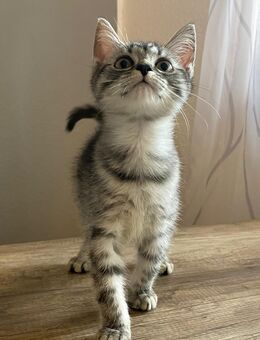 Kitten abzugeben! Herzensbrecher auf der Suche nach einem Zuhause - Bad Kissingen