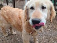 💕Berta💕sucht ihre Familie🐾❤️ - Freilassing