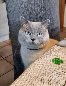 BKH BluePoint DECKKATER mit blauen Augen. - Markt Rettenbach