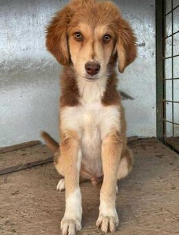 Liam - fröhlicher Welpenjunge - Koblenz