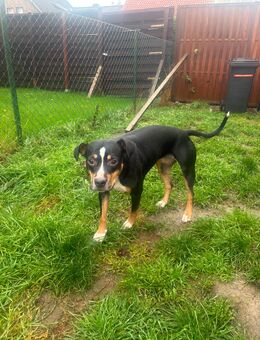 Liebevolle Hündin zu vermitteln - Hannover