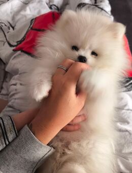 Pomerania/Zwergspitz Welpen Weiß Teddy - Leipzig Ost