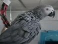 African grey parrots for sale in 73547