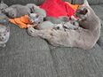Rusische Blau kitten geboren 01.02.2024 in 28327