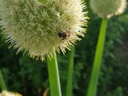 Winterheckenzwiebel (Allium fistulosum) - Horgenzell